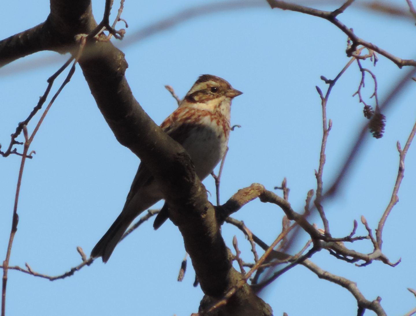 Un raro migratore: Zigolo boschereccio (Emberiza rustica)